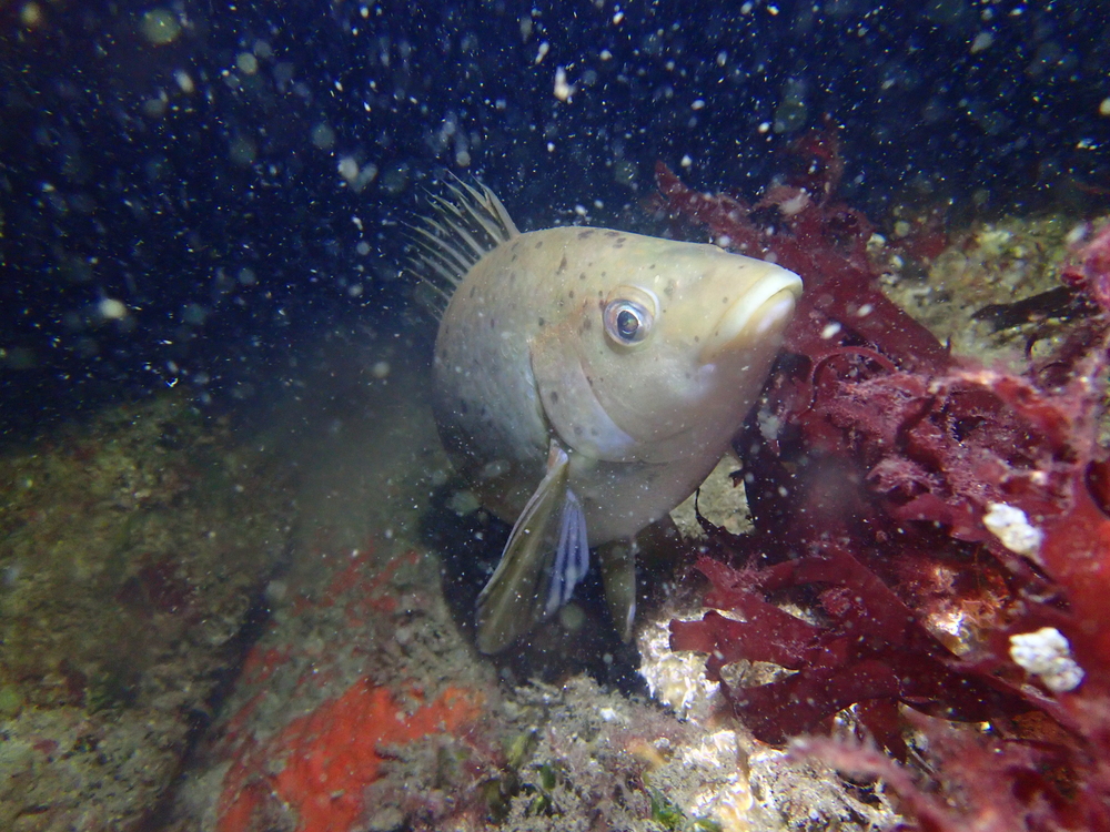 25. Vendredi. Poisson endormi et dérangé