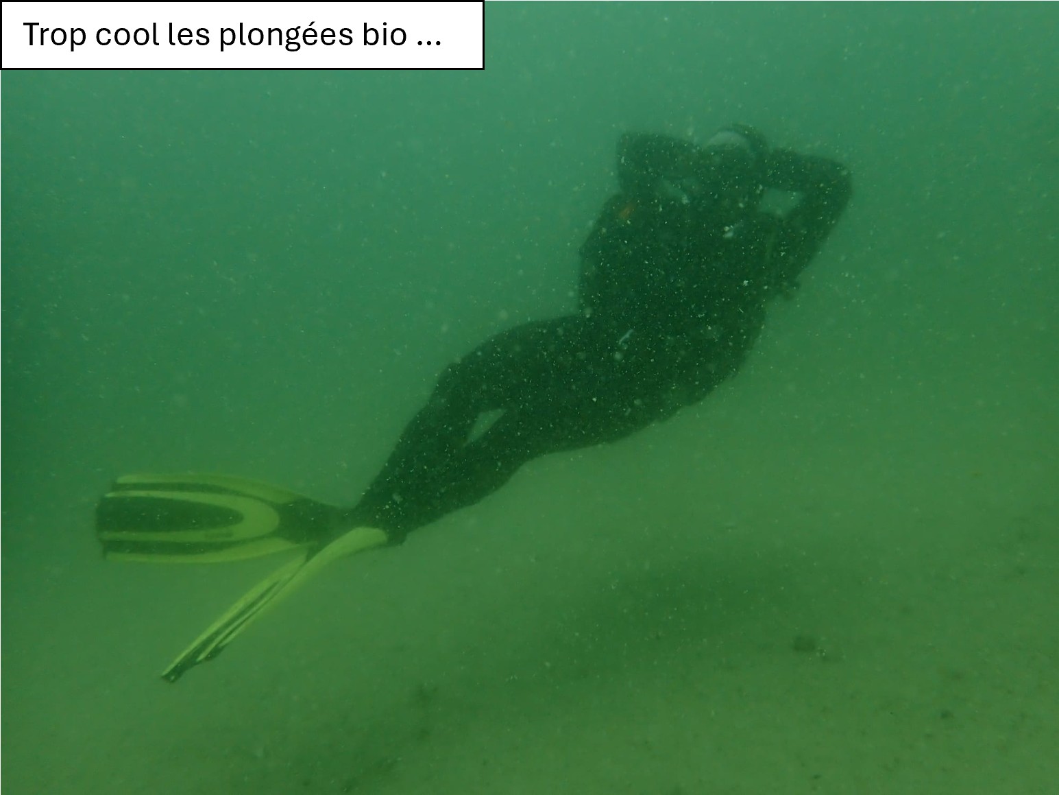 Plongée cool